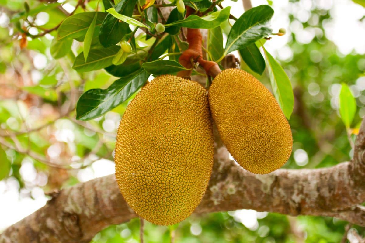 Can Chickens Eat Jackfruit? (Some Caution Needed) Chicken & Chicks Info