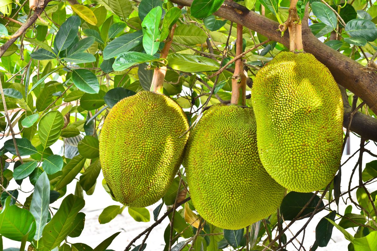 Can Chickens Eat Jackfruit? (Some Caution Needed) Chicken & Chicks Info