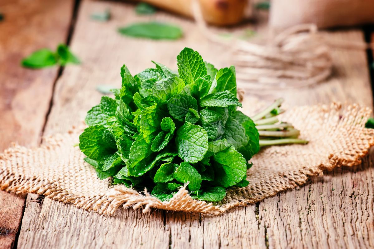 Can Chickens Eat Mint? (Cool and Refreshing + Healthy) Chicken & Chicks Info