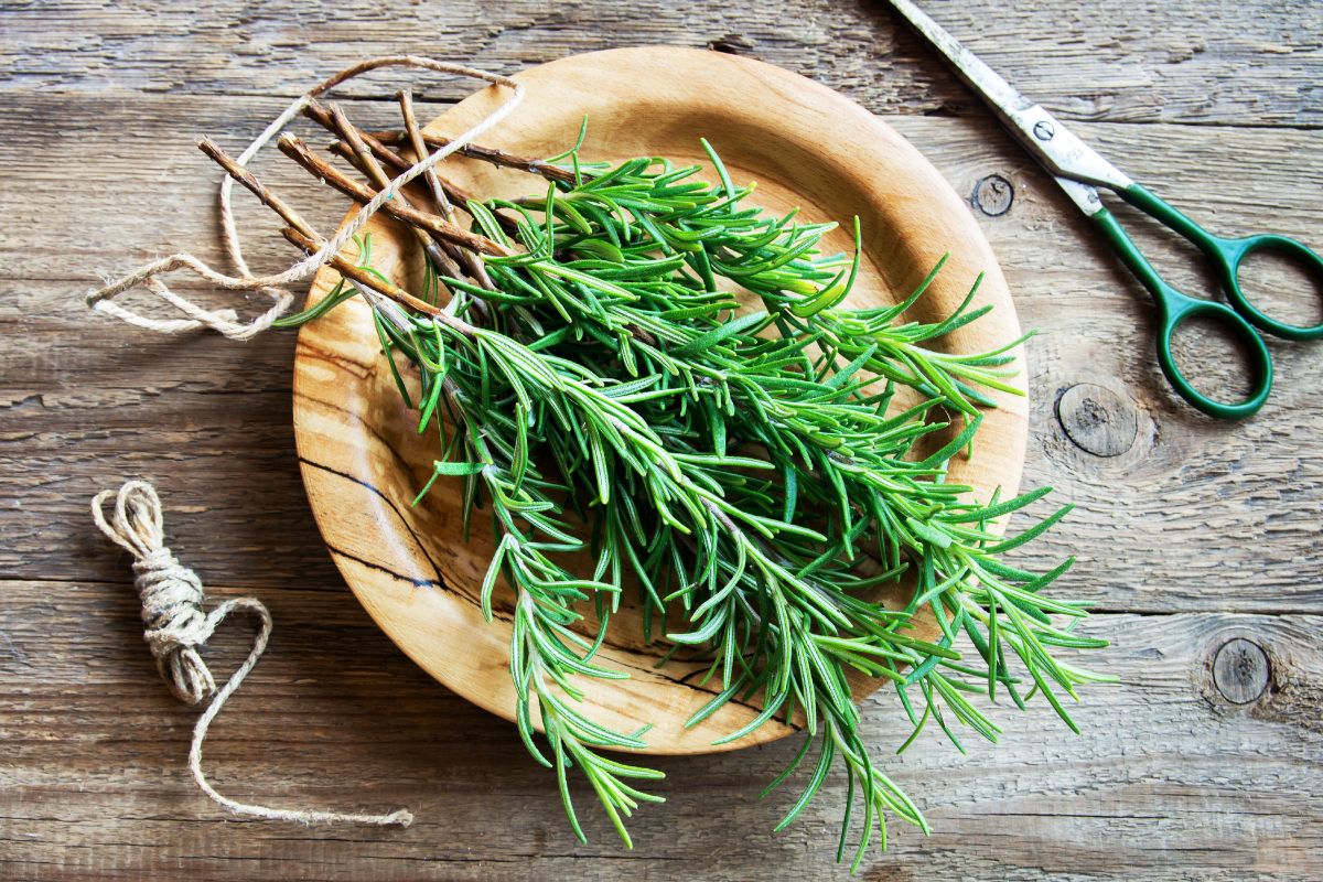 Can Chickens Eat Rosemary? (Plus Other Powerful Herbs) Chicken