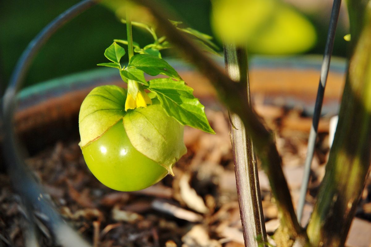Can Chickens Eat Tomatillos? Precautions With Nightshade Fruits