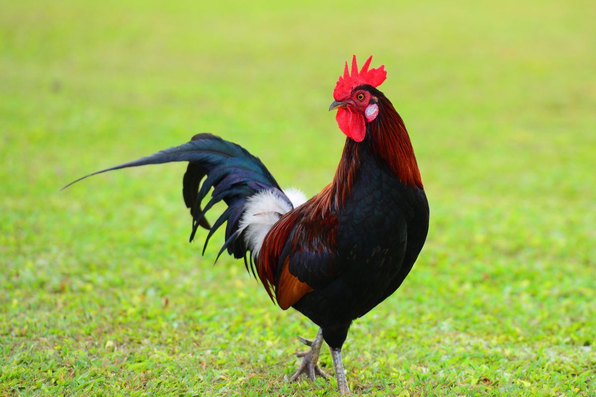 Why Do Roosters Attack Hens? (4 Reasons and Solutions) Chicken
