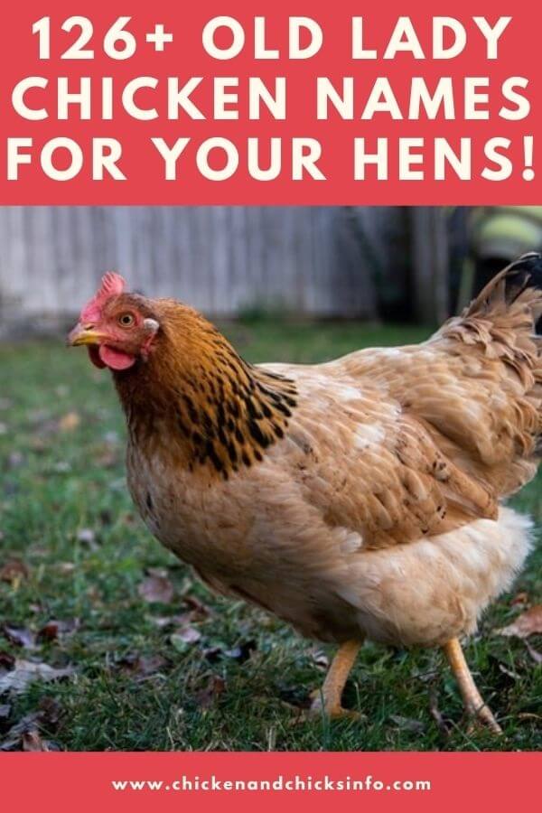 126+ "Old Lady" Chicken Names Some Popular Hen Names! Chicken