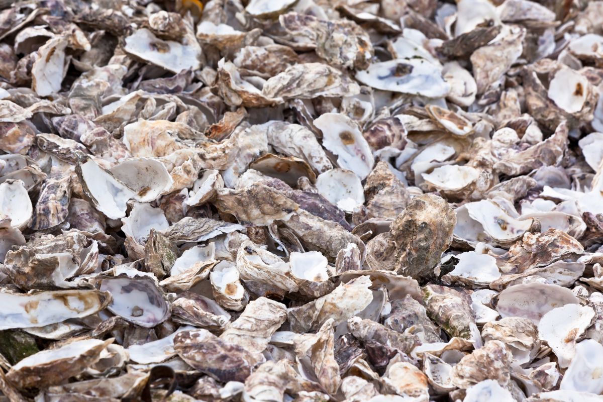 How to Feed Oyster Shells to Chickens (Preparation & Benefits