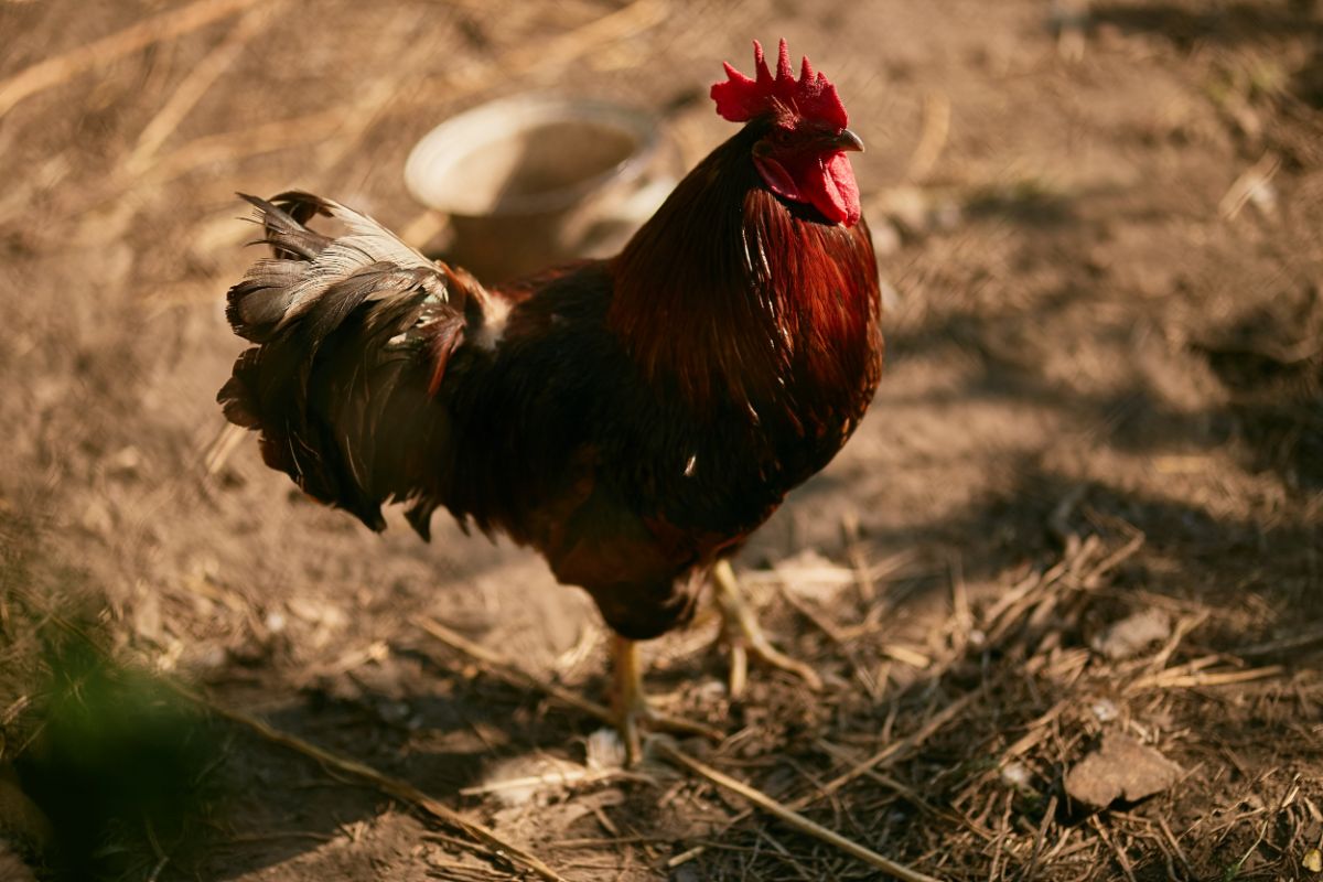 Do Roosters Sit on Eggs? (Not to Incubate Them!) Chicken & Chicks Info