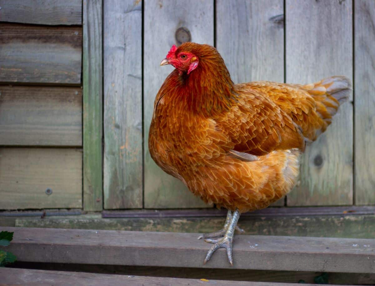 Easter Egger Chicken Breed Info + Where to Buy Chicken & Chicks Info