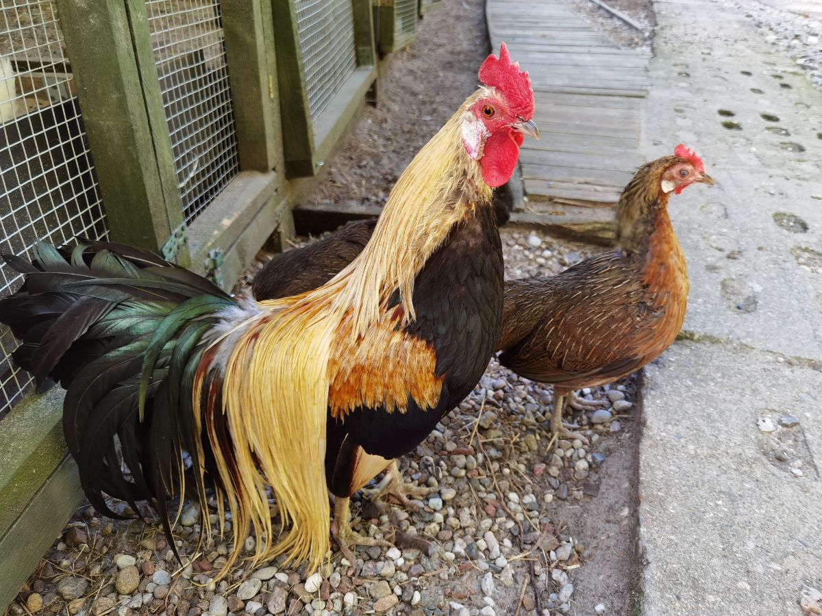 Phoenix Chicken Breed Info + Where to Buy Chicken & Chicks Info
