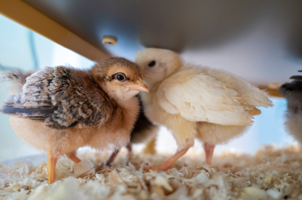 Chicks Brooding How Long do Chicks Need a Heater? Chicken Breed Guide