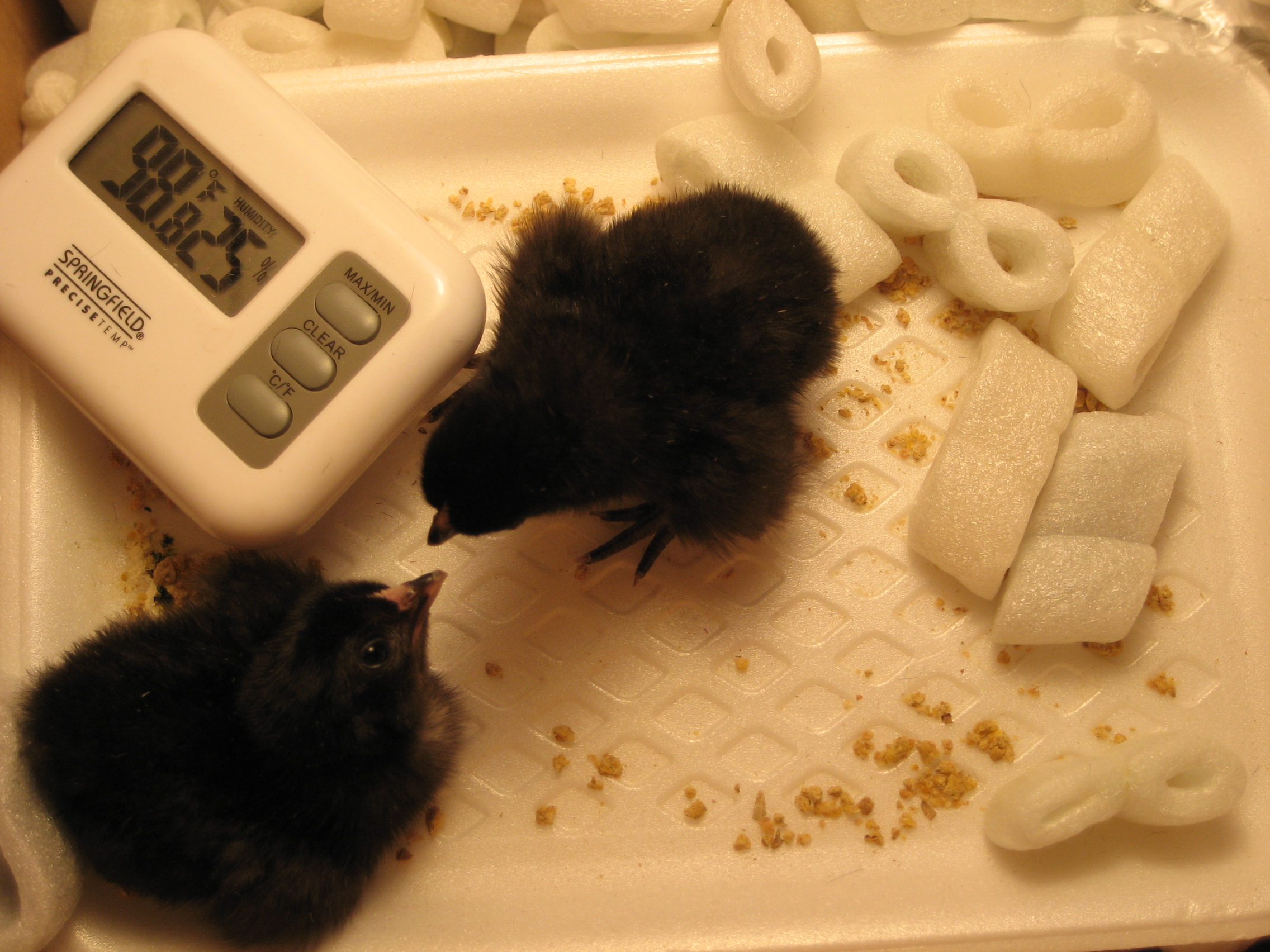 Modern Game pictures, video, information and chicks.