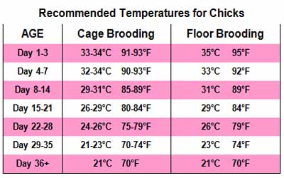 Safe Temperature & Ventilation in Brooding Cages with Chick Temp Chart