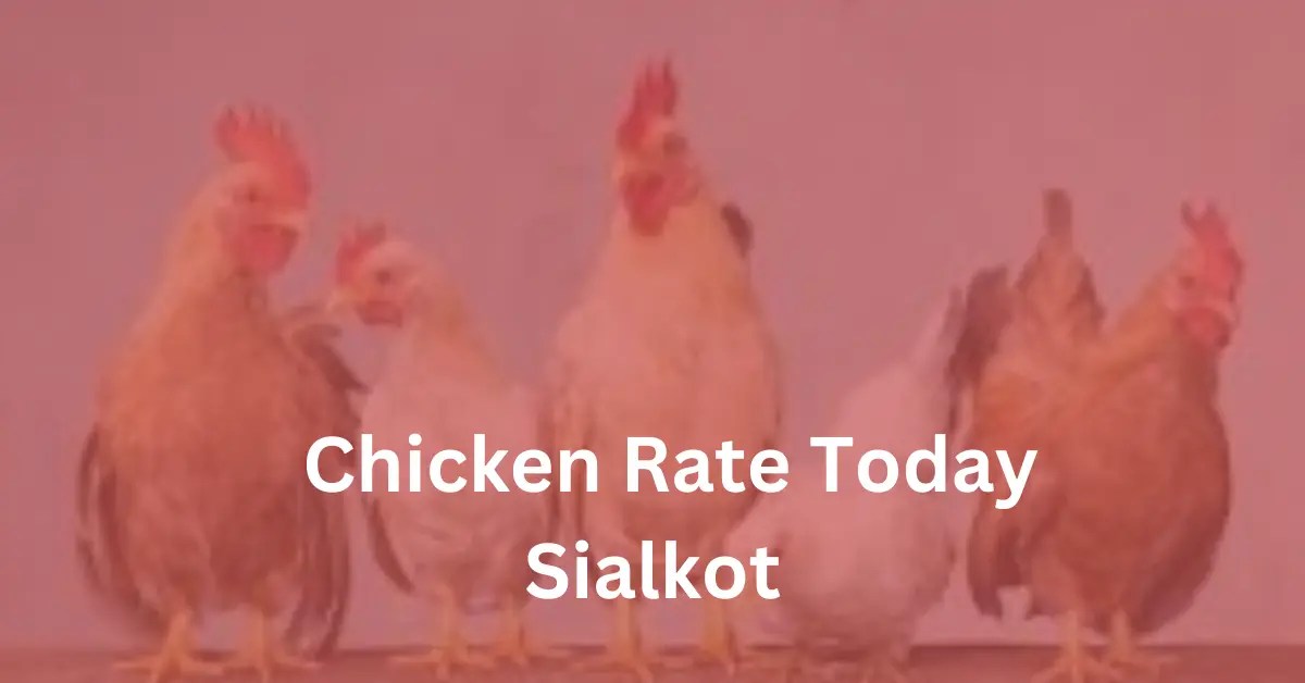 Chicken Rate Today Sialkot