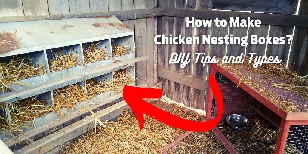 How to Make Chicken Nesting Boxes? DIY Tips and Ideas