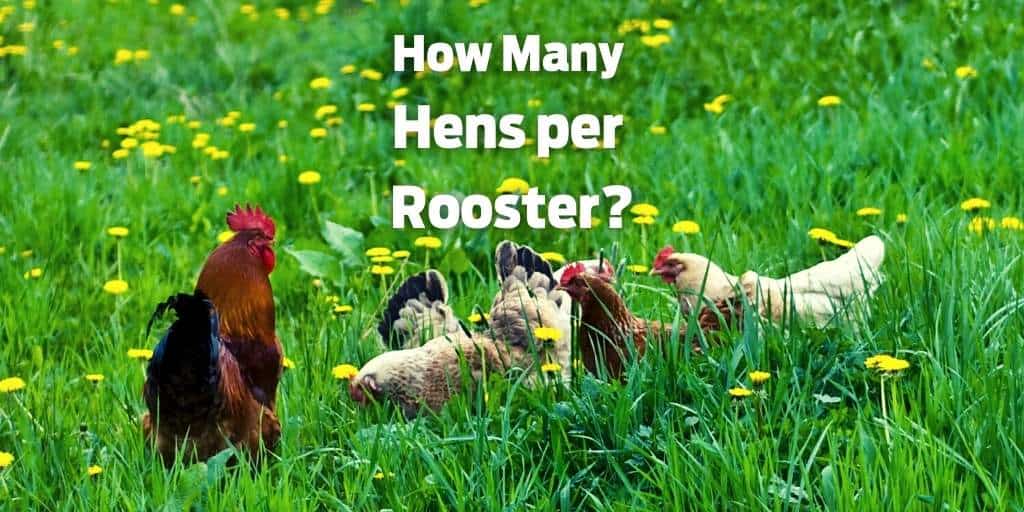 How Many Hens per Rooster? The Perfect Rooster to Hen Ratio