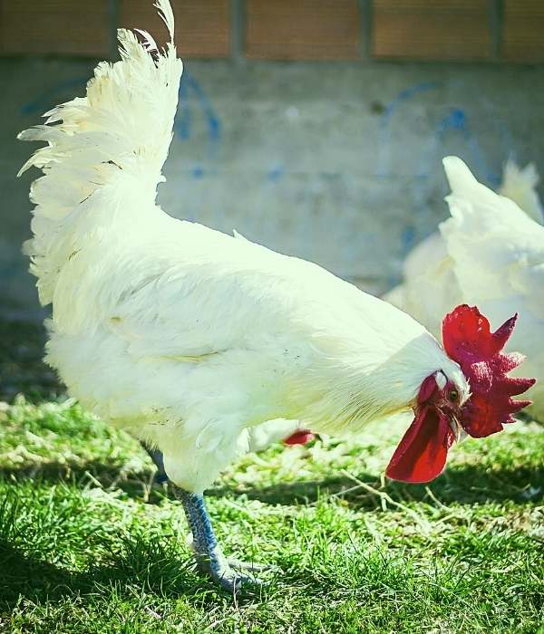 Top 17 Best Meat Chickens (Breed Guide With Pictures)
