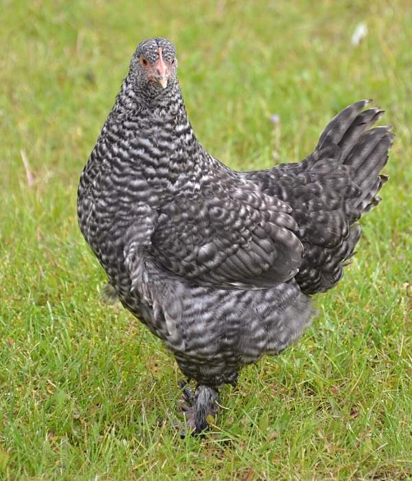 11 Chicken Breeds With Feathered Feet (Info & Pictures)