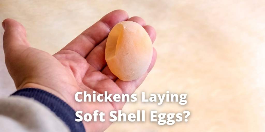 Chickens Laying Soft Shell Eggs? Causes, Treatment & FAQs