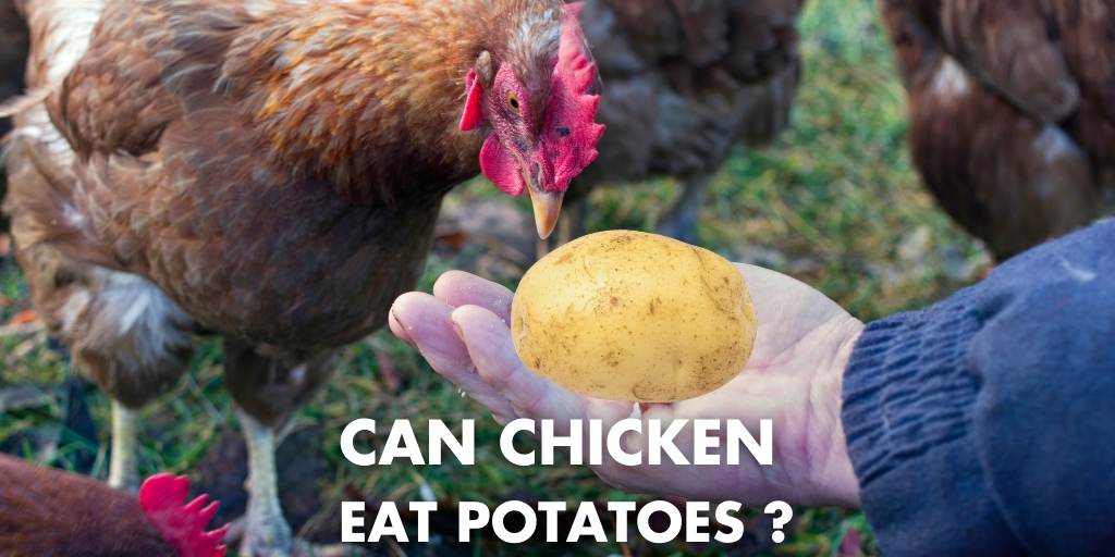 Can Chickens Eat Potatoes? Raw, Cooked, Skin, Baked, Mashed