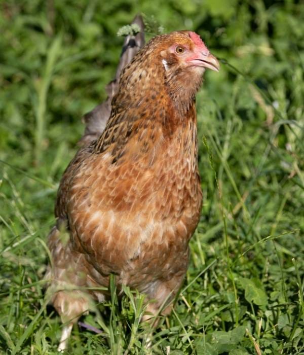 21 Best Cold Hardy Chickens Egg Laying, Meat & DualPurpose