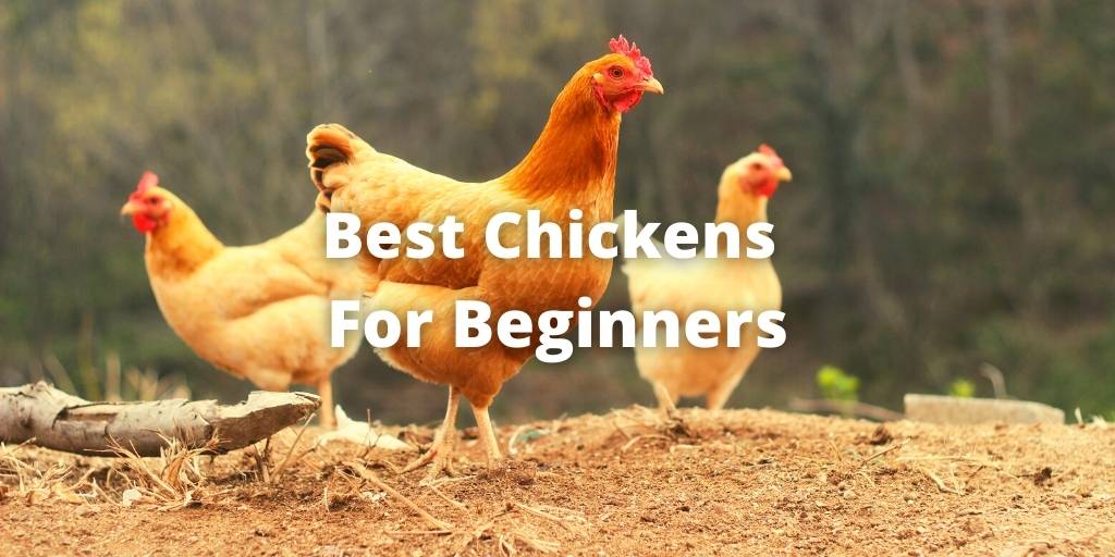 17 Best Chickens For Beginners For Eggs, Meat, Show Purposes