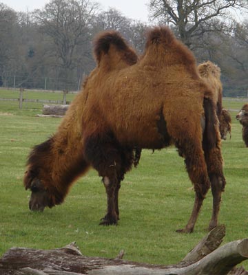 difference between one hump and two hump camels