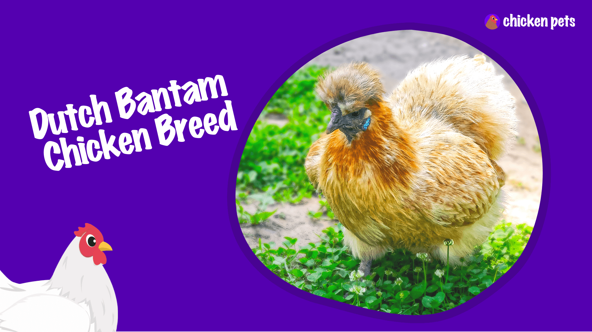 Dutch Bantam Chicken Breed. What is it? Chicken Pets