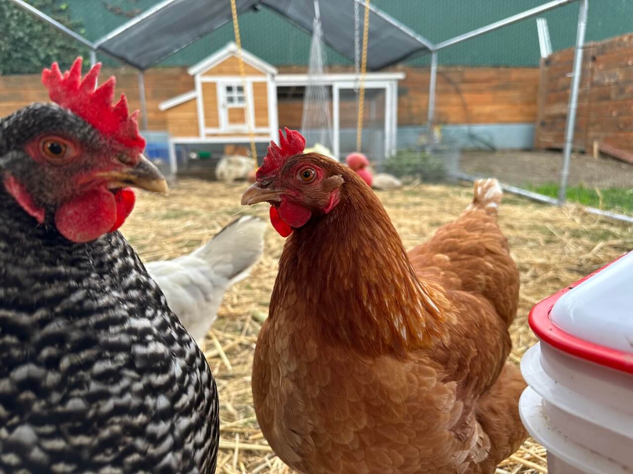 Backyard Chickens, Breeds, Diet, Raising Chicken Pets