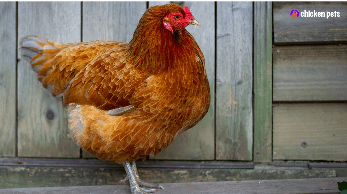 Ameraucana Chicken Breed. What is it? Chicken Pets