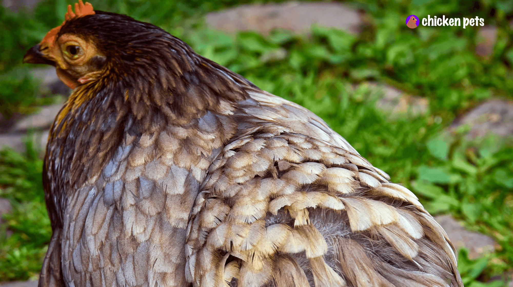 Buckeye Chicken Breed. What is it? Chicken Pets