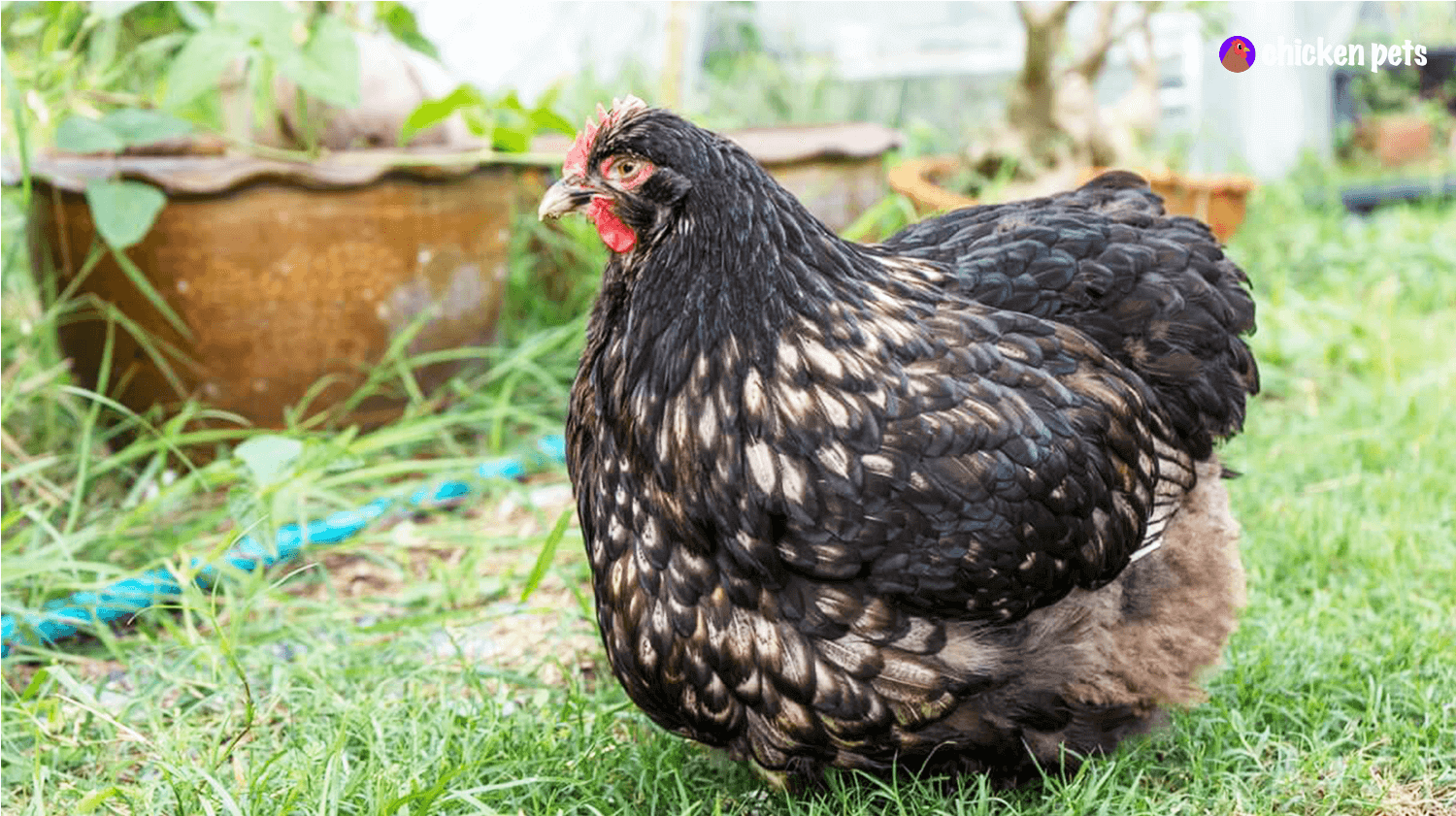 Buff Orpington Chicken Breed. What is it? Chicken Pets