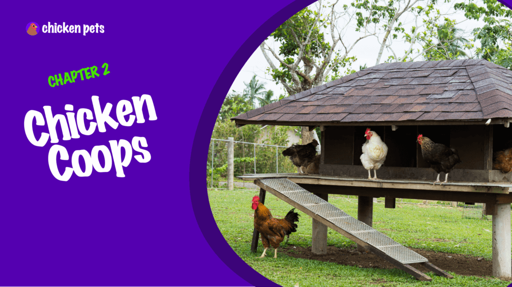 Backyard Chickens, Breeds, Diet, Raising Chicken Pets