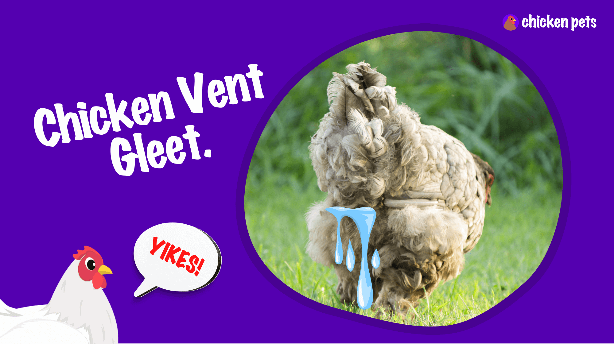 Chicken Vent Gleet Watery Liquid Dripping from the Chicken Vent