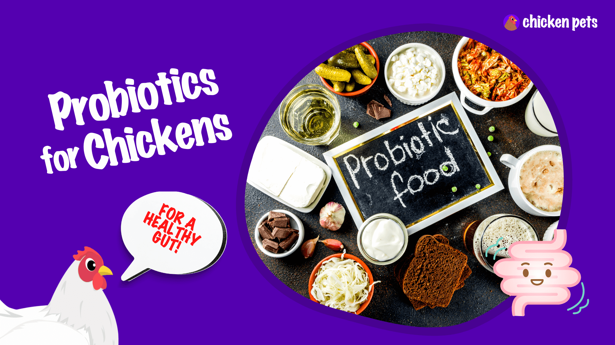 Probiotics for Chickens How to Improve Digestion Chicken Pets