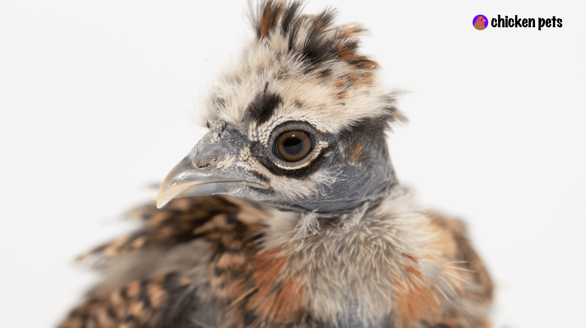 Showgirl Chicken Breed. What is it? Chicken Pets