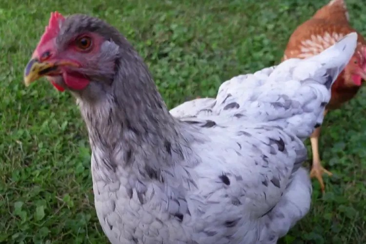 Breed Profile Sapphire Splash Chicken