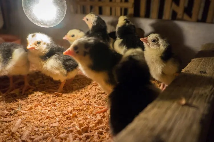 How Long Do Chicks Need a Heat Lamp The Definite Answer