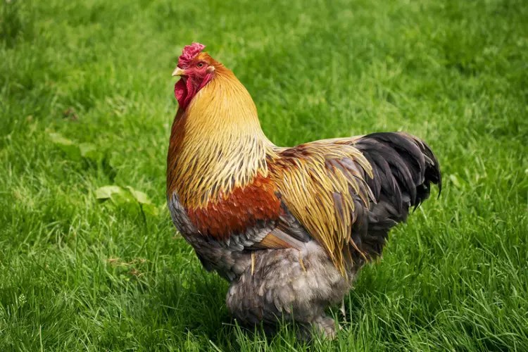 20 Best Giant Chicken Breeds ( For Meat + Egg Production)