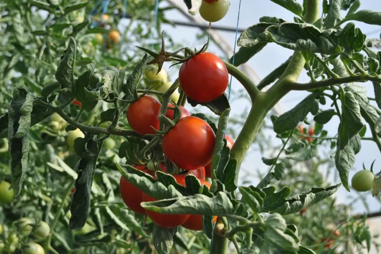 Can Chickens Eat Tomatoes? A Comprehensive Guide