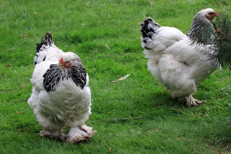 Exploring Brahma Chickens The Ultimate KnowItAll Guide