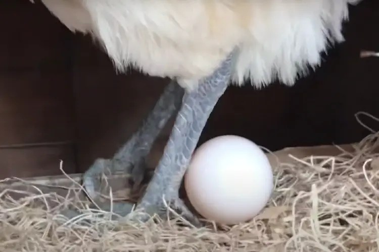 A Comprehensive Guide to BuffLaced Polish Chicken Breed