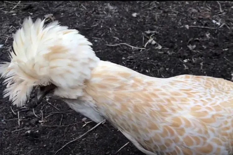 A Comprehensive Guide to BuffLaced Polish Chicken Breed