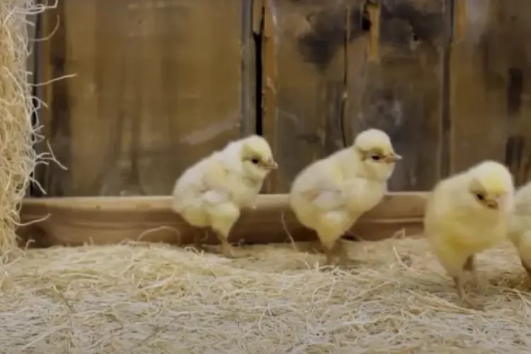 A Comprehensive Guide to BuffLaced Polish Chicken Breed