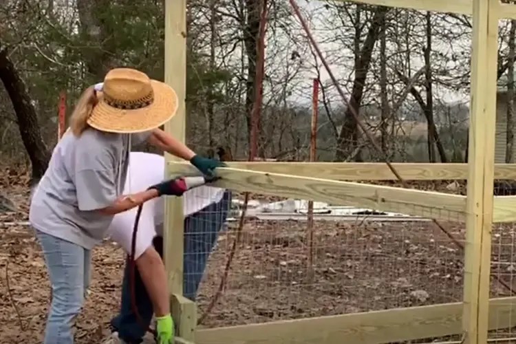 How to Build a Safe Chicken Run That's 100 Safe