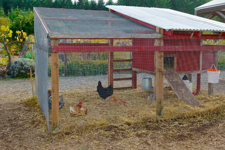 How to Build a Safe Chicken Run That's 100 Safe