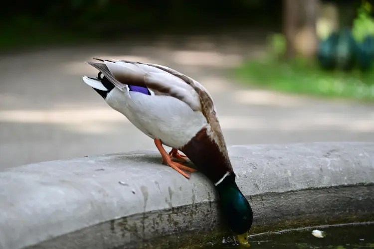 Raising Ducks A Comprehensive Guide