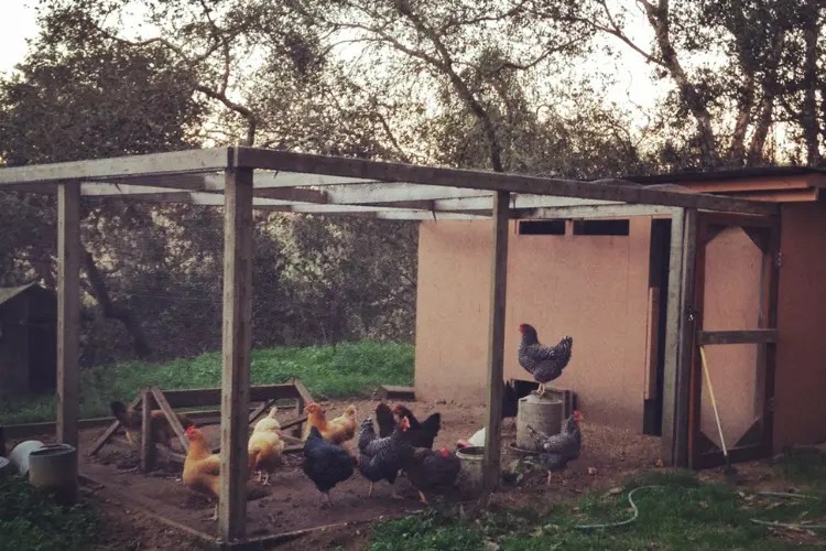 How to Build a Safe Chicken Run That's 100 Safe