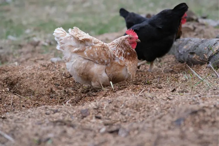 The Role of Chickens in Sustainable Pest Management in Gardens