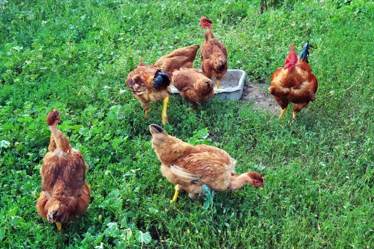 The Role of Chickens in Sustainable Pest Management in Gardens