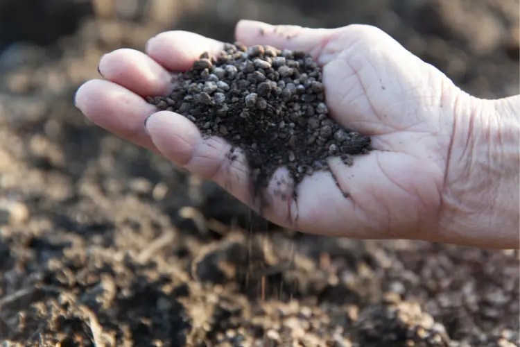 How to Use Chicken Manure Properly in the Garden