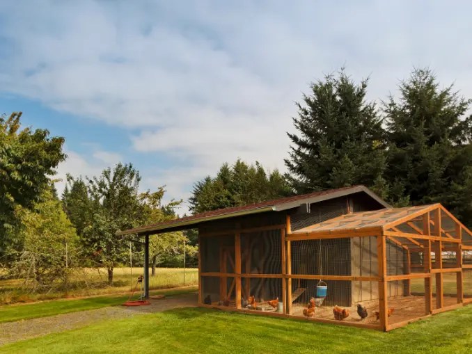 Best Chicken Coop for 10 Chickens 2023 Reviews & Guide