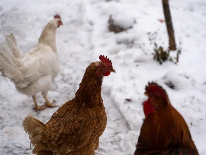 How Do You Care for Chickens in the Cold Winter